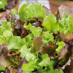 Mesclun