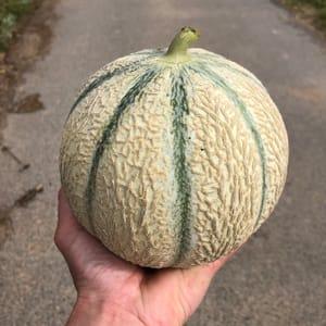 Gros Melon