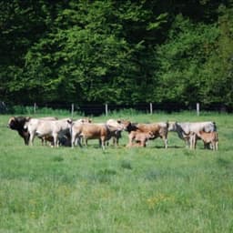 VIANDE FERME DE TOUTES LES COULEURS #7