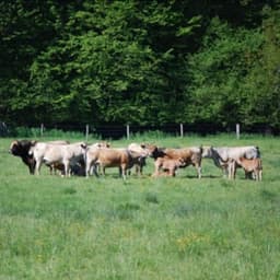 VIANDE FERME DE TOUTES LES COULEURS #3