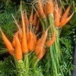 carotte primeur