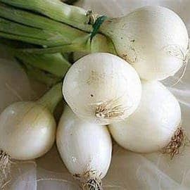 Oignons blancs frais