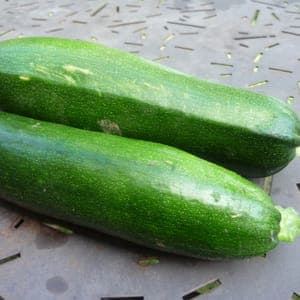 Courgette Verte des Maraîchers