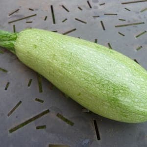 Courgette Petite Verte d'Alger