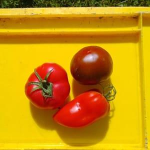 Tomates -variétées anciennes-