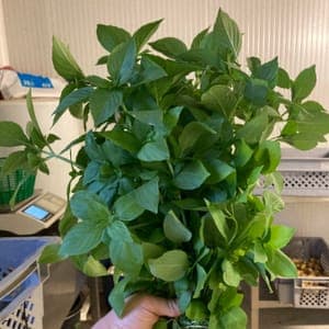 Basilic Citron