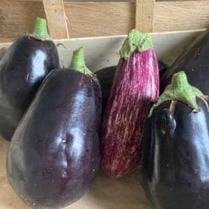 Aubergines