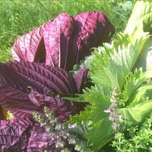 Shiso