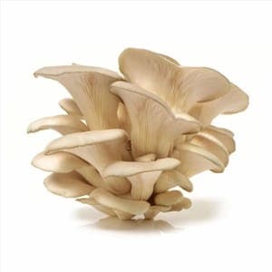 Champignons pleurotes bio