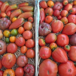 Tomates paysannes SoloBio