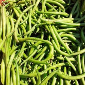 haricots verts SoloBio