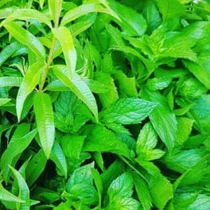 Menthe verte SOLOBIO