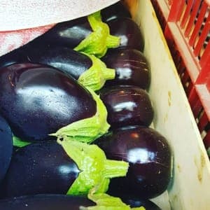 Aubergines SOLOBIO