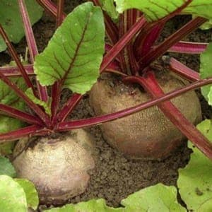 Betterave rouge bio (500 gr sous vide)