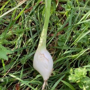 Oignon blanc bio