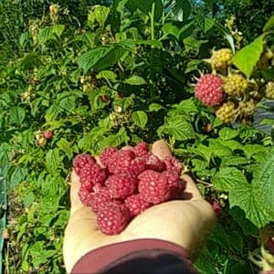 Confiture de framboises