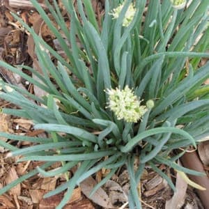 01 - Aromatiques
