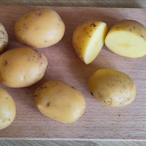 pommes de terre Maïwen, Récolte en cours