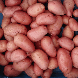 POMME DE TERRE ROSABELLE