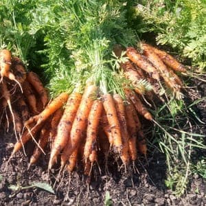 Carottes fraiches calibre petit à moyen