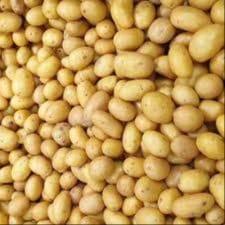 Pommes de terre nouvelles GRENAILLES (Aigue Vive)