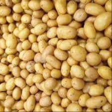 Pommes de terre nouvelles  (Aigue Vive)