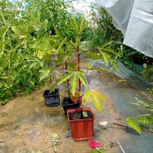 Hibiscus sabdariffa plant
