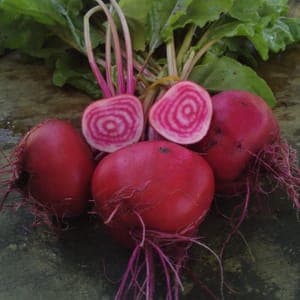 Betterave Chioggia