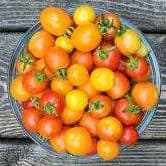 Tomates cerises