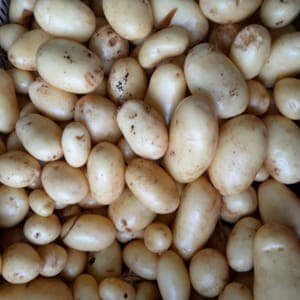 Pomme de terre "Allians" (Vapeur/Gratin)