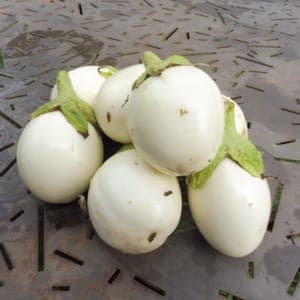 Aubergine blanche Ronde à oeuf