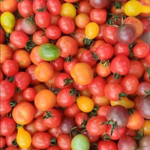 tomates cerises