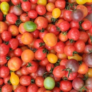 tomates cerises