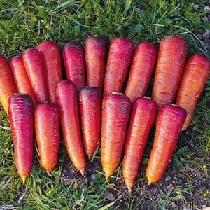 Carottes