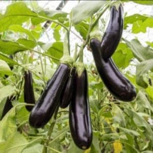 Aubergine