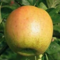 Pommier "Sainte Germaine" / Scion sur franc.