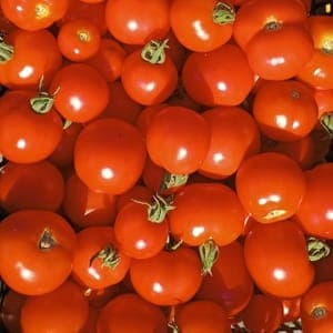 Tomates cocktails