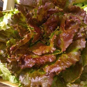 Salade Batavia rouge