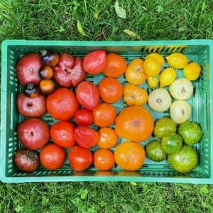 Tomates en mélange