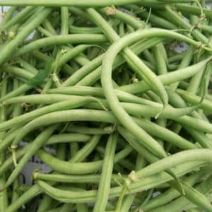 Haricots verts