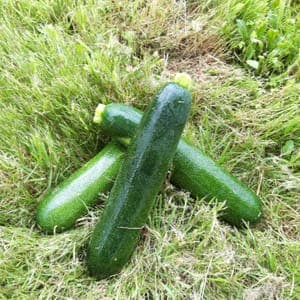 COURGETTE