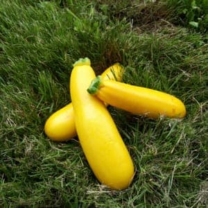 COURGETTE