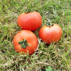 TOMATE RONDE