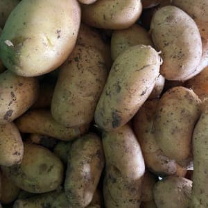 pomme de terre ferme à Nicola 