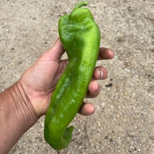 Poivron vert long