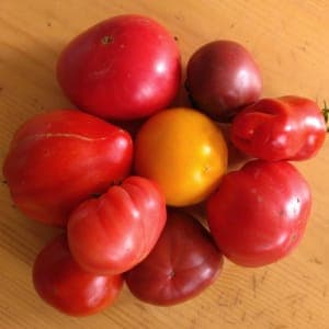 Tomate