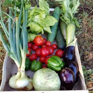 Panier de saison 15€ abonnement 3 semaines