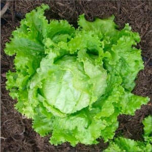 salade