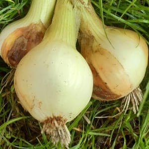 OIGNON DOUX DES CEVENNES
