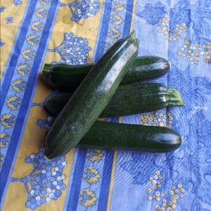 Courgettes grosses (PROMO)